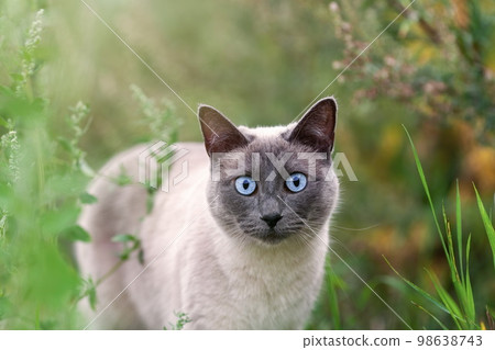 Close up portrait of thai or siamese cat at summer nature walking  among grass 98638743