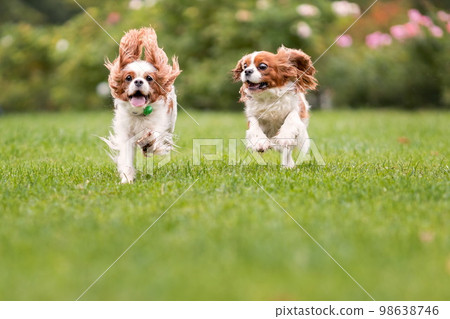 Two active cavalier king charles spaniel dogs running on green grass at summer park. Pets in motion 98638746