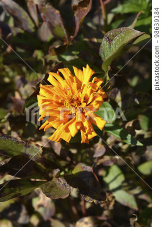 Orange colored zinnia 98639184