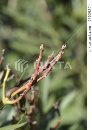 Common oleander Common oleander 98639204