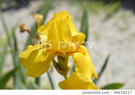 Tall bearded iris Royal Sovereign 98639217