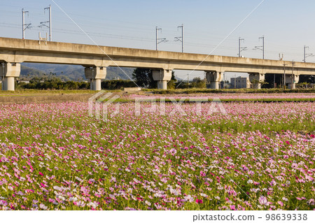 Sunny view of wild flower blossom with high speed railway Sunny view of wild flower blossom with high speed railway 98639338