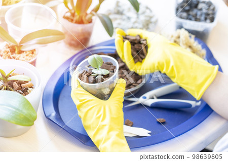 orchid transplanting, woman transplanting houseplants 98639805