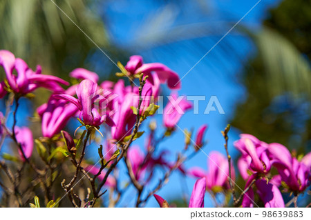 Blooming mangolia flowers in a manicured garden Blooming mangolia flowers in a manicured garden 98639883