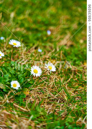Camomile flowers bloomed on the green lawn Camomile flowers bloomed on the green lawn 98639896