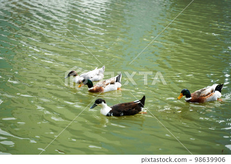 Ducks swimming in the lake in the park looking for food in the water Ducks swimming in the lake in the park looking for food in the water 98639906