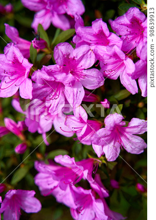 Bright pink blooming flowers on an azalea shrub Bright pink blooming flowers on an azalea shrub 98639913