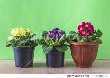 Three pots with primula flowers on the table in front of green background; copy space 98640057