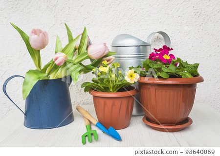 spring gardening concept; Gardening tools, primula flowers in pots, pink tulips and watering can spring gardening concept; Gardening tools, primula flowers in pots, pink tulips and watering can 98640069