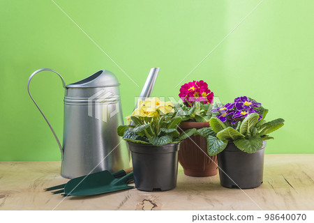 Spring gardening concep; Various primula flowers in pots, watering can and gardening equipment Spring gardening concep; Various primula flowers in pots, watering can and gardening equipment 98640070