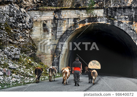 A shepherd leads a herd of cows down a highway through a tunnel in the mountain A shepherd leads a herd of cows down a highway through a tunnel in the mountain 98640072