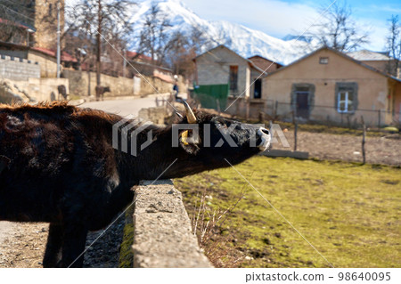 A young bull enjoys the early spring sunshine while basking by the fence along the road A young bull enjoys the early spring sunshine while basking by the fence along the road 98640095
