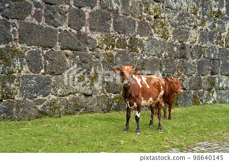 A brown cow with a calf near the stone wall of the castle A brown cow with a calf near the stone wall of the castle 98640145