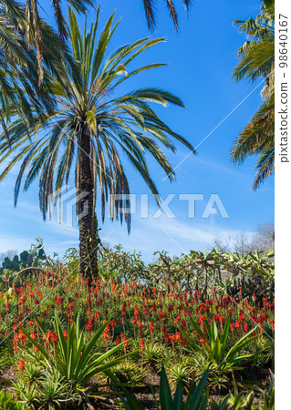 Botanical garden in a hot climate. Heat resistant plants and trees 98640167