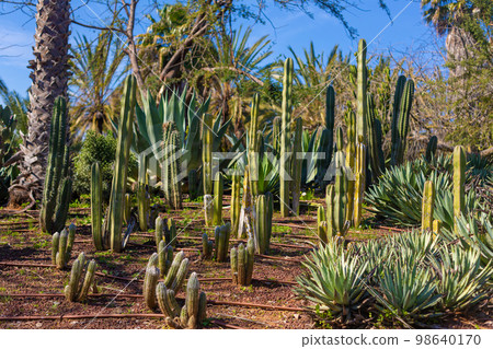 Cactus Valley. Cactus park. Green prickly plants Cactus Valley. Cactus park. Green prickly plants 98640170