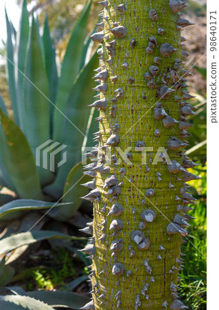 The trunk of a tree is covered with hard thorns. Nature is protected from external threats 98640171