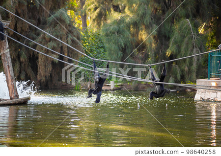 Gorillas have fun in the rope park Gorillas have fun in the rope park 98640258