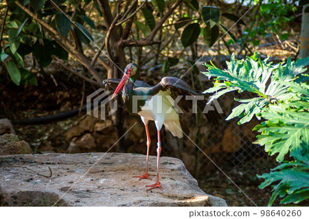 Black stork in the zoo in the forest 98640260