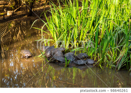 Family of turtles in the grass on the lake Family of turtles in the grass on the lake 98640261