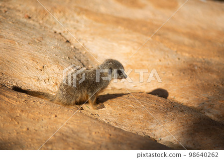 Cute animal meerkat basking in the sun Cute animal meerkat basking in the sun 98640262
