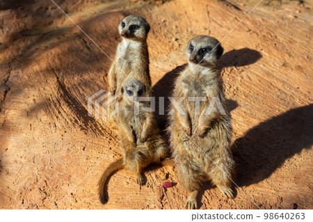 Cute animal meerkat basking in the sun 98640263