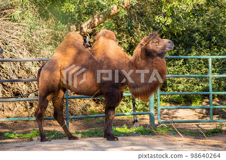 Desert bactrian camel in the zoo close up 98640264