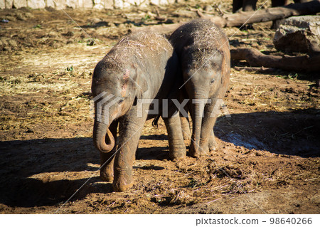 Teenage elephant walk in the zoo outdoors 98640266