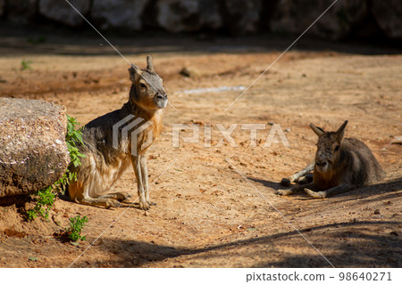 Patagonian mara large herbivorous rodent close up Patagonian mara large herbivorous rodent close up 98640271