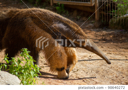 The anteater walks through its enclosure at the zoo The anteater walks through its enclosure at the zoo 98640272