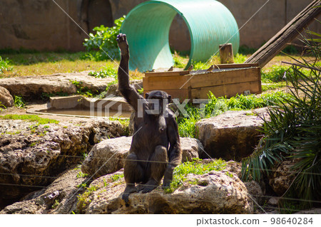 Little gorilla is bored at the zoo Little gorilla is bored at the zoo 98640284