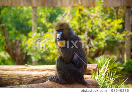 baboon in the woods. Close-up. Wild monkey 98640286