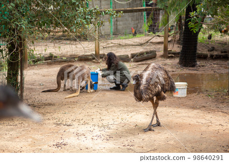 A zoo employee girl feeds a kangaroo at the zoo A zoo employee girl feeds a kangaroo at the zoo 98640291
