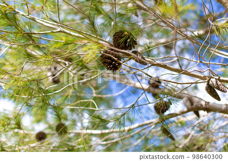 Pine cones on a tree branch against the sky, sunny winter day 98640300