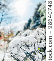 Snow-covered tree branches 98640748