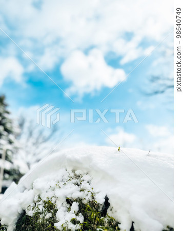 Sprouts emerging from the snow Sprouts emerging from the snow 98640749