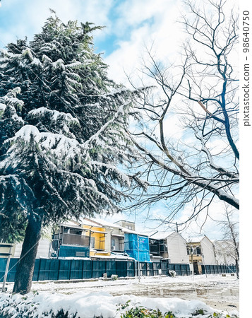 Large coniferous trees covered in snow and an open space Large coniferous trees covered in snow and an open space 98640750