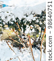 Trees sprouting out of the snow 98640751