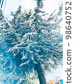 conifers after a lot of snow 98640752