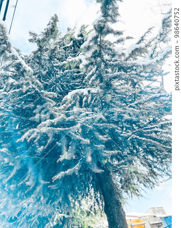 conifers after a lot of snow 98640752