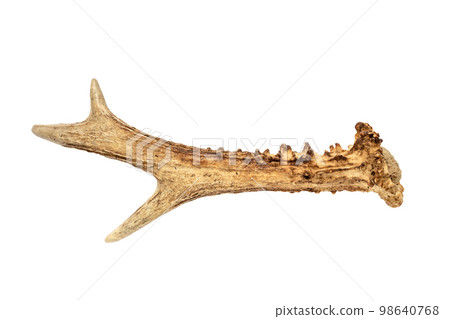 antler - one roe deer horn isolated on white background antler - one roe deer horn isolated on white background 98640768