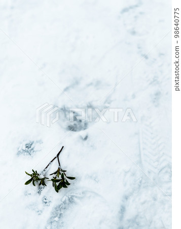 Leaf near footprints on snow Leaf near footprints on snow 98640775