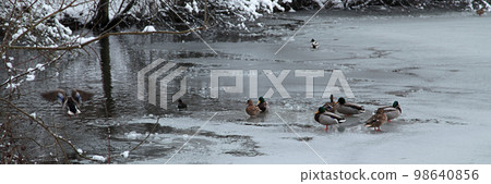 Wild ducks on a frozen pond 98640856