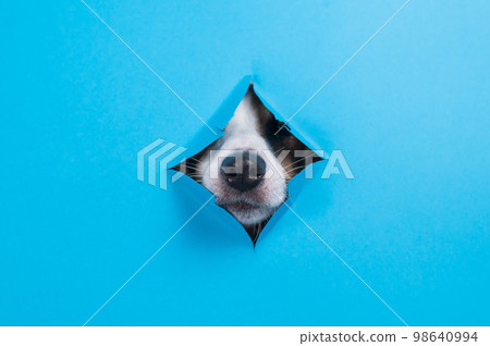 Funny dog muzzle from a hole in a paper blue background. Copy space. Funny dog muzzle from a hole in a paper blue background. Copy space. 98640994