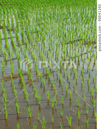 Rice cultivation image (rice planting) Rice cultivation image (rice planting) 98641160