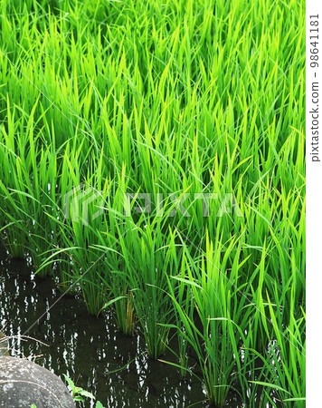 Rice cultivation image (rice planting) 98641181