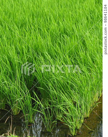 Rice cultivation image (rice planting) Rice cultivation image (rice planting) 98641184