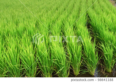 水稻栽培形象(水稻種植) 水稻栽培形象(水稻種植) 98641188