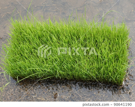 水稻栽培形象（水稻種植） 98641190