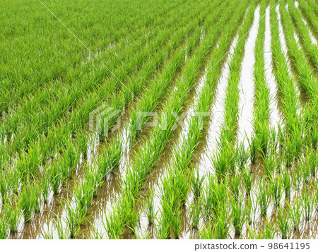 水稻栽培形象（水稻種植） 98641195