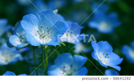 Nemophila 98641292